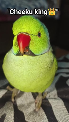 Meet Mithu: The Talking Parrot Ruler of the Aviary