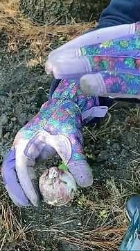 How to plant your bulbs