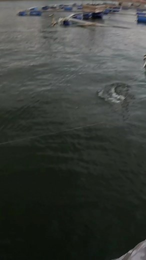 mocel yang membagongkan 🐷🐷 #fyp #catchandrelease #baitcasting #giantsnakehead #topwaterfishing #toman #fishing #mancing #casting