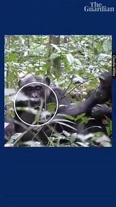You know when you find a funny meme and you want to show someone straight away? Well, apparently chimpanzees get that feeling too. They, like humans, like to show cool things off... just for the sake of it.While studying the Ngogo chimpanzee community in Uganda's Kibale national park, Prof Katie Slocombe and her colleagues made the unexpected discovery. The team captured video footage of an adult female called Fiona grooming a leaf, before holding it out to her mother, Sutherland, who was sittin