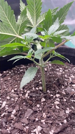 Low stress straining (LST) Day 17 😎🍀 #plantslover #sologetbands #spiderfarmer #viral #music