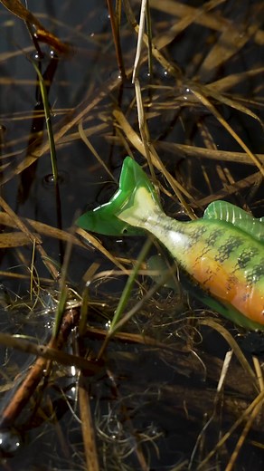 27K views · 321 reactions | The *new* LIVETARGET Sunfish combines a detailed core with a translucent outer layer for realism and performance. Its unique oscillator tail creates a natural swimming motion, while a split belly and dorsal fin ensure easy rigging and effective hook concealment. Shop Now: https://mustad-fishing.com/livetarget/us/product/sfu?lengthSize=4.3%22+%7C+110mm&colorName=Chartreuse+%2F+Orange&packQuantity=2 | LIVETARGET Lures | Facebook