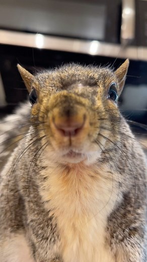 25K views · 5.5K reactions | cutest little mouse i ever did see 勺 #thecutestmouse #dinnerready #mytinybestfriend #mytinylittlelove #mylittlesunshine #mylittleshadow #iloveyouthumbelina #themost #mommyandthumb #littlethumbelinagirl #lifewiththumbelina #teamthumbelina | Little Thumbelina Girl | Facebook