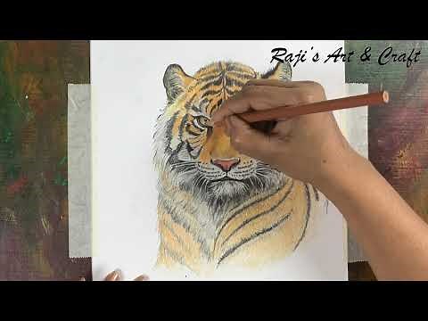 Tiger drawing with Colour Pencil/ How to draw Tiger/ color shades and blend
