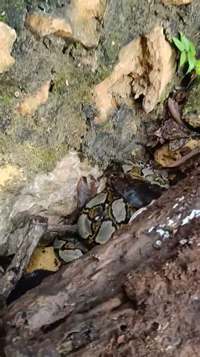 Python Discovery in the House Area #nature