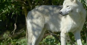 Inside the rivalry between timber wolves and grizzlies