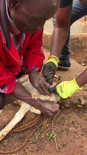 Tail Banding| Offgrid Farming 🇰🇪 #offgridafrica #villagelife