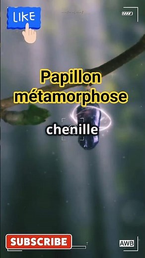La Métamorphose Incroyable Du Papillon En 60 Secondes.