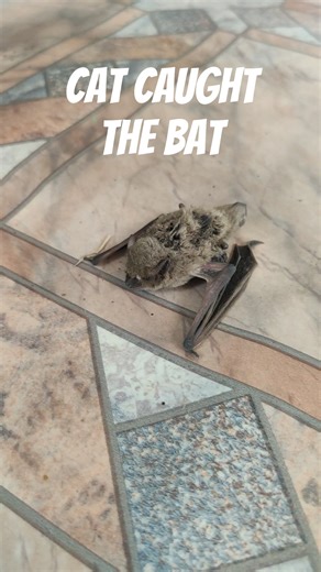 Cat vs Bat: The Ultimate Showdown