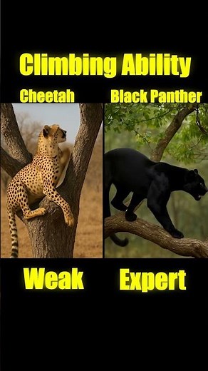"Black Panther vs Leopard – Full Comparison | Strength, Speed & Power!" #america #blackpanther