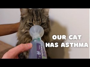 Our cat has asthma | How to use AeroKat | Norwegian Forest Cat