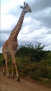 Elegance in the Wild: Giraffe Walks the African Plains