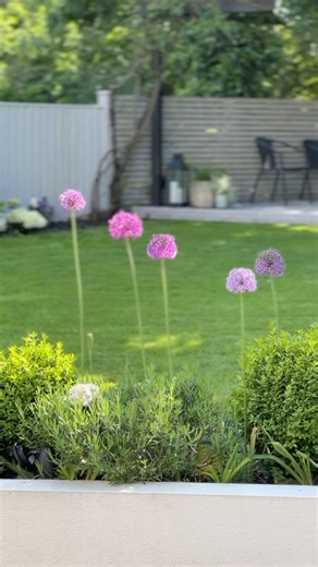 GARDEN DAY TO NIGHT✨ The same garden view but a completely different look day and night The alliums give that pop of colour to brighten the garden then at night the festoon lights and fireplace add a cosy feel 🔥 Looks like we have some nice weather on the way, so hopefully we can all enjoy our gardens 🤞🏼☀️ #gardendesign #gardeninspiration #outdoorfireplace #alliums #gardendayandnight #gardensofinstagram | Home by the Cloud