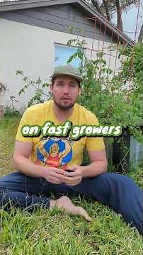 an EASY Florida Spring Vegetable Garden Guide | When, What, Where