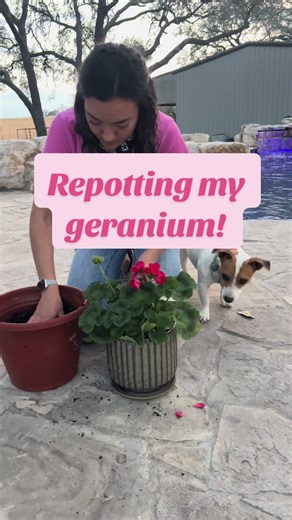 Repotting tips! #geranium #springplants #repotting #planttok #gardening