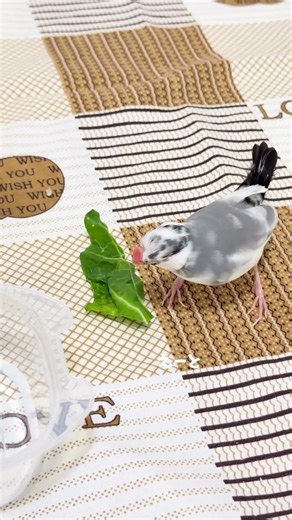 食いしん坊まろん #文鳥 #文鳥のいる生活 #ペット #ペット動画 #鳥 #pets #birds