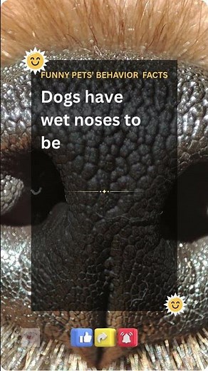 The Secret Power of a Dog's Nose!