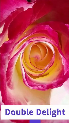 The 10 Roses Every Gardener Needs #roses #garden