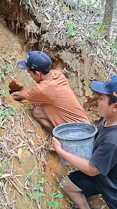Panin guinea pig babies | Moh Sahar