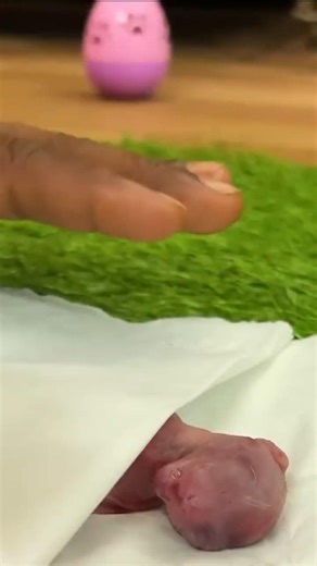 Helping Animals Who Have No One #socialwork #charity #shorts