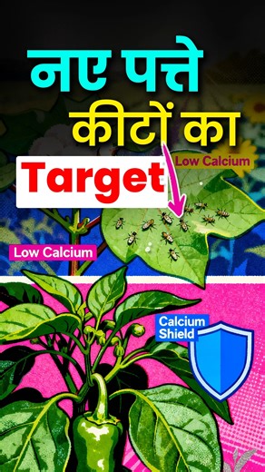 AgroStar on Instagram: "नए पत्तों पर चूसक कीट क्यों टूट पड़ते हैं? | Calcium Shield Explained | crop protection नए पत्ते soft और tender होते हैं, इसलिए चूसक कीट (sucking pests) सबसे पहले यहीं attack करते हैं. कारण? नए पत्तों में Calcium कम होता है, जिससे cell wall कमजोर रहती है. ............. [calcium for plants, sucking pests attack, cotton pest control, chilli pests, calcium pectate, plant immunity, micronutrients for crops, crop protection, agrostar, farming reels, crop stress management] #sh
