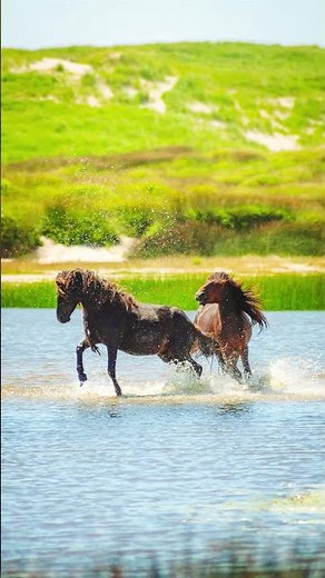 The Beauty of Sable Island