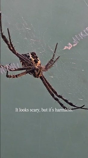 Slow-Mo Spider Move! Crazy Zig-Zag Web Pattern 🕷️🔍