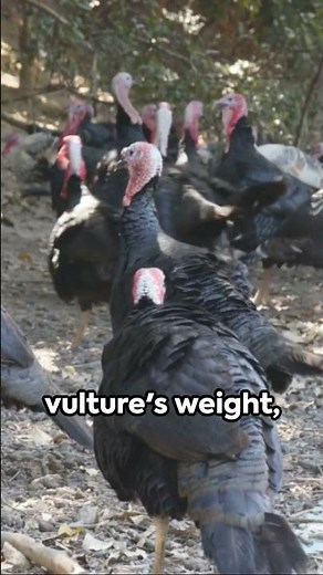 Bizarre Habit of Turkey Vultures: Vomiting in Self-Defense, Unusual Behavior, defense and survival