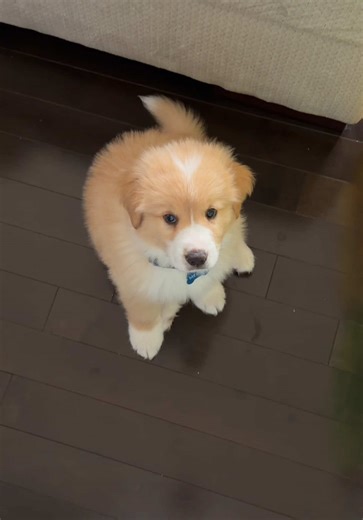 Overcoming Fear of Dogs with Australian Shepherd Puppies