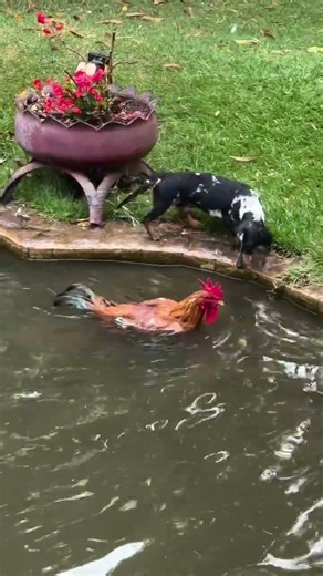 I believe that animals are more sensitive than humans!!! If I didn't film it, I wouldn't believe...