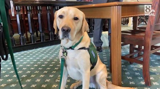 Service dog joins district attorney's office
