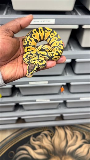 0.1 pastel yb ph puzzle avail !! #exoticpets #animalsphoto #royalpythons #fypシ #explorepage