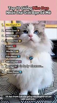 Top 10 Giống Mèo Đẹp Nhất Thế Giới Nhìn Là Muốn Nuôi Ngay! 🐱