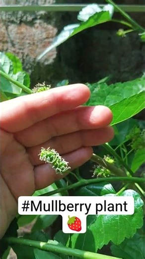 #mulberryfruit#fruitplant#mulberryfruit#shorts#trendindshort#viralshort#viral#reels#terracegarden