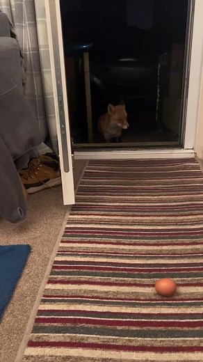 So this happened last night. Getting ready to see the other foxes and opened my door and “Toddy” was there so I backed up got on my knees and he came in. Gave him a chick and a couple of eggs. I then started to load my car up and he kept following me and even went inside my lounge. I left 3 eggs in my garden and when I came back from other foxes they had gone so left another three. Later in the night around 2:30am I checked the ring doorbell footage and noticed the other 3 had gone. Then I saw “