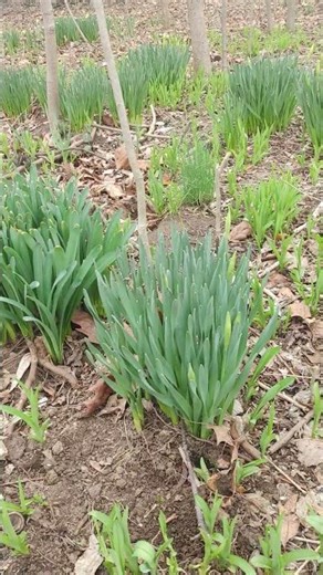 How do you know its Spring time? #gardening #spring