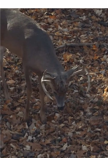 Essential Guide to Whitetail Deer Hunting