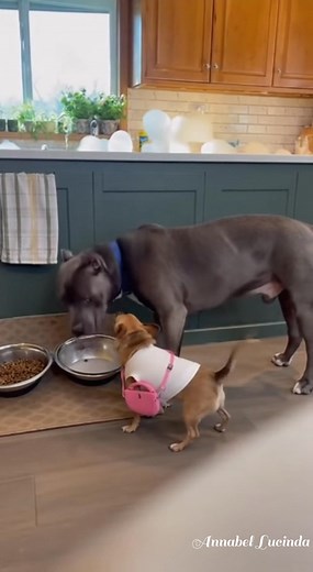 13M views · 287K reactions | Princess wanted drama… she got a bath  #part6 #funnypets #brunoandprincess #dogcomedy #pitbulllifestyle #chihuahuastyle #LOLAnimals ⚙️ This video was created using artificial intelligence for entertainment purposes only.  No real animals were used or harmed — it’s all creativity and humor made with love.  Inspired by the funny chaos every pet owner knows too well. | Annabel Lucinda | Facebook