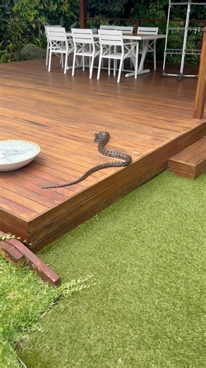 Would you have noticed this large Coastal Carpet Python on your deck? 😂🐍 | Sunshine Coast Snake Catchers 24/7