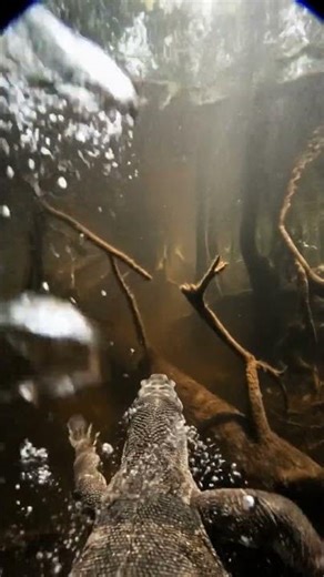 POV Monitor Lizard Swims Through Amazon River and Finds a Hidden Ancient City#AmazonRiver #POVAnimal
