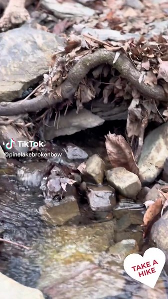 Pine Lake Resort on TikTok