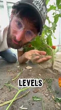 Blossom End Rot Tomatoes 🍅