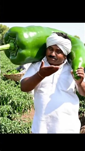 Watch how modern technology is transforming ginger farming!#shorts