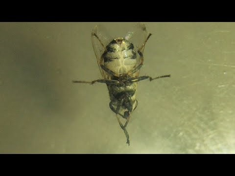 Stomorhina Fly Underside view 