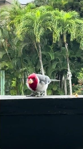 A couple Kauai red-crested cardinals! #kauai #princeville