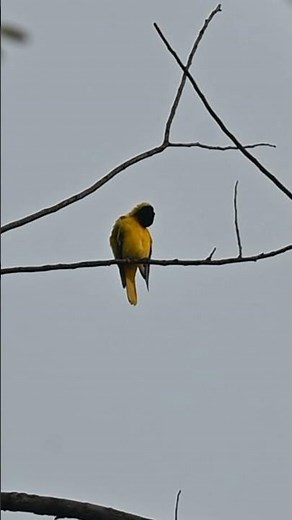 💛 Black-Hooded Oriole Perched Beautifully on a Forest Branch 🌿 #shorts #orioles