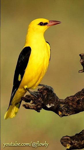 Song of The Golden Oriole - Gesang des Pirol
