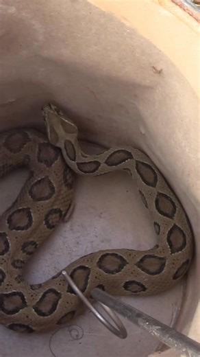 Snake Rescue India on Instagram: "OMG! Look at this giant Russell’s Viper Snake! #snakerescueindia #russellsviper #snakerescue"