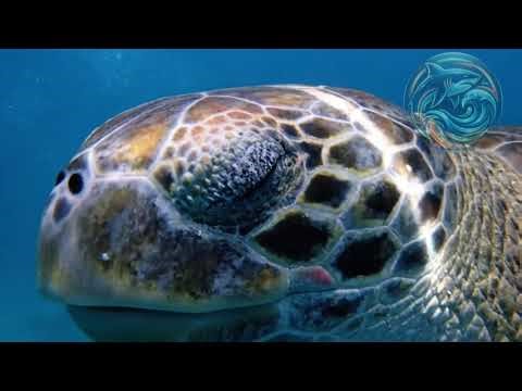 4K Sea Turtles 🐢 | Deep Ocean Calm for Sleep & Relaxation