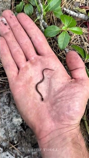 Incredible Animal Transformations!!